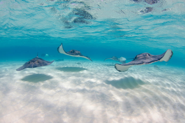 Stingrays swimming towards camera at Stingray city in Grand Cayman Islands
