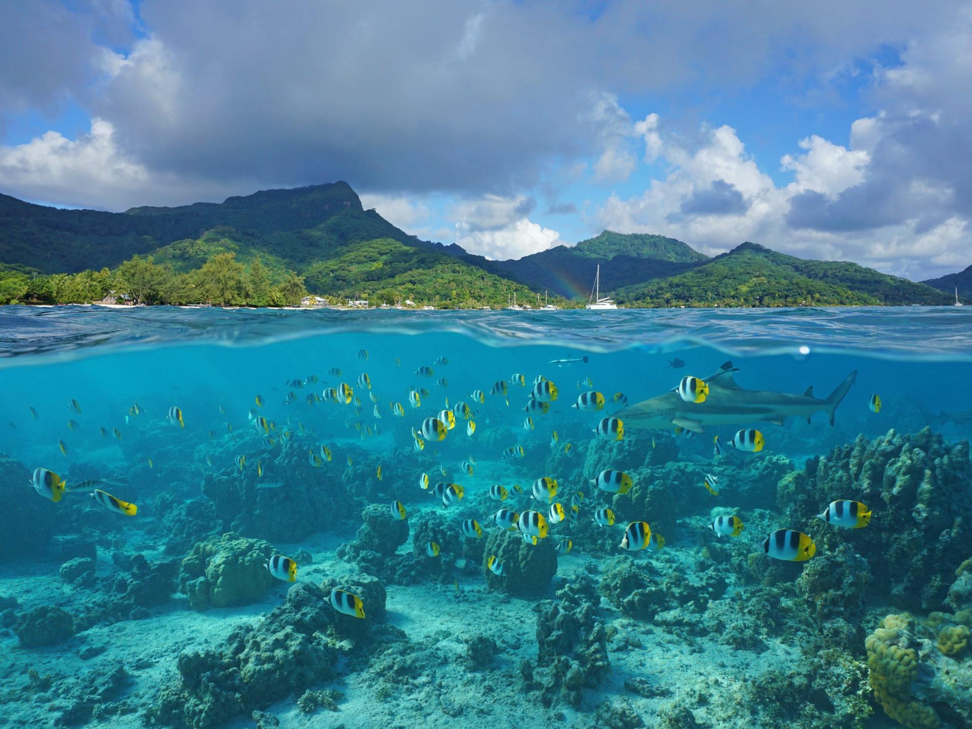 Above and below sea surface, the coast of Huahine island and coral reef fish school with a shark underwater, Pacific ocean, French Polynesia