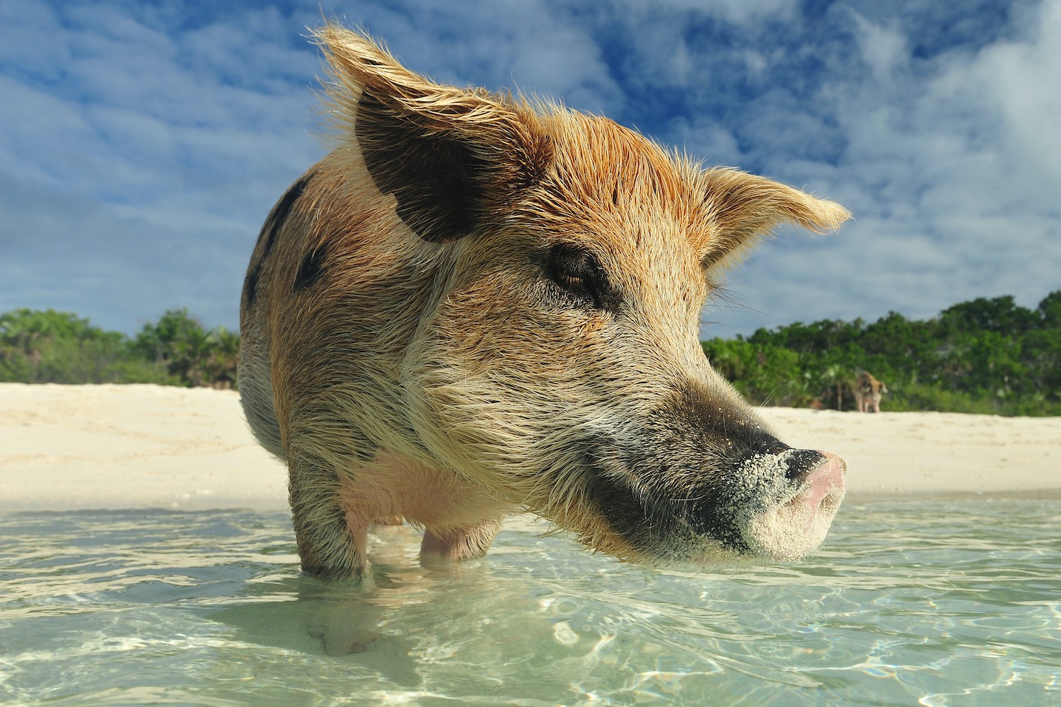 Wild pig in Staniel Cay, the Bahamas, yacht charter with High Point Yachting