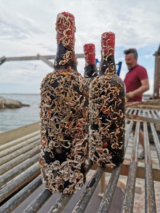 Croatian Coral Wine