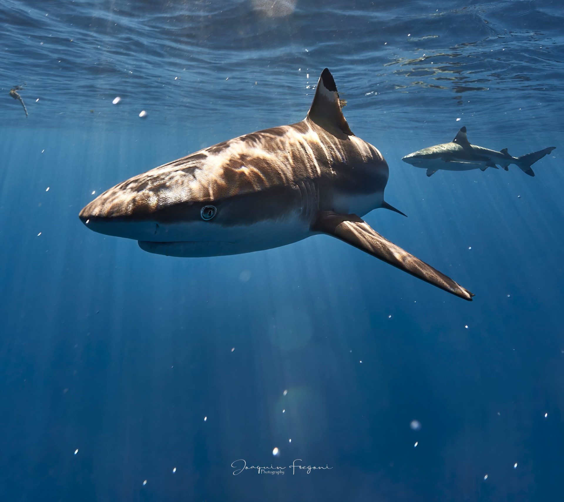 shark swimming 2