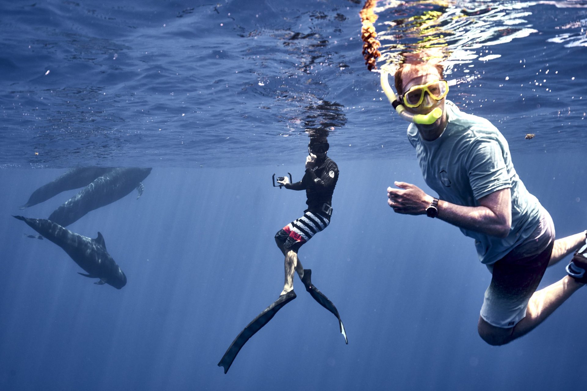 snorkelling whales