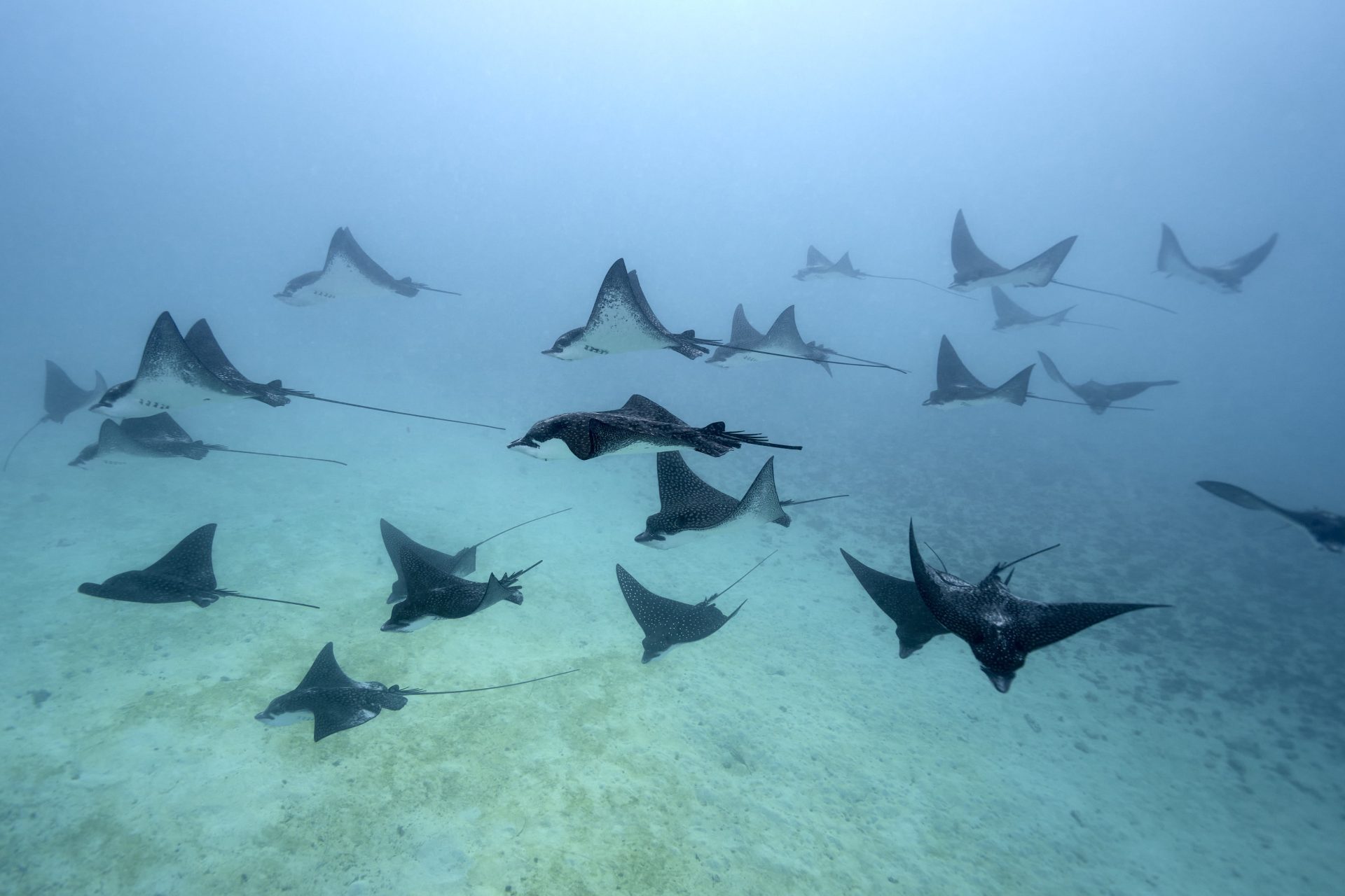 swimming stingrays