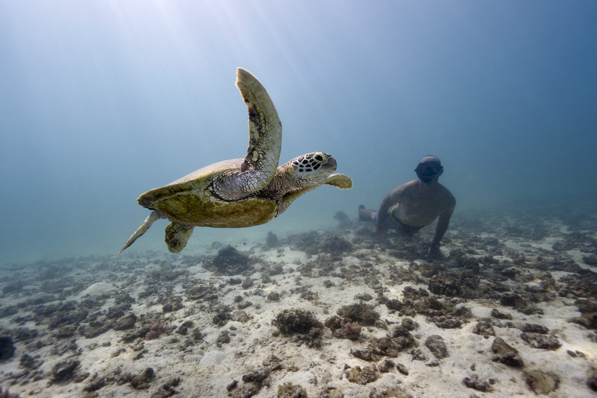 swimming with turtles