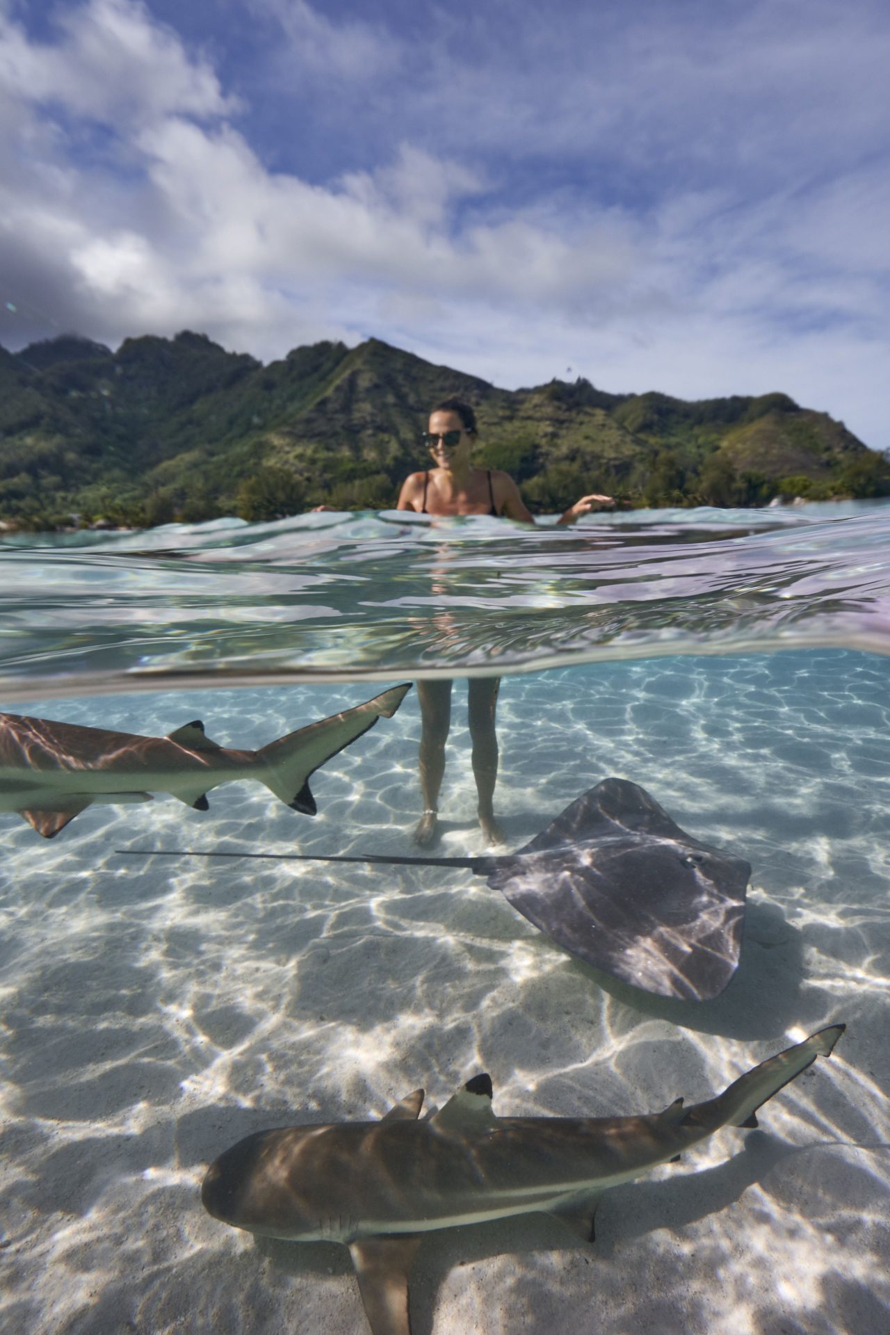 Tahiti sting rays