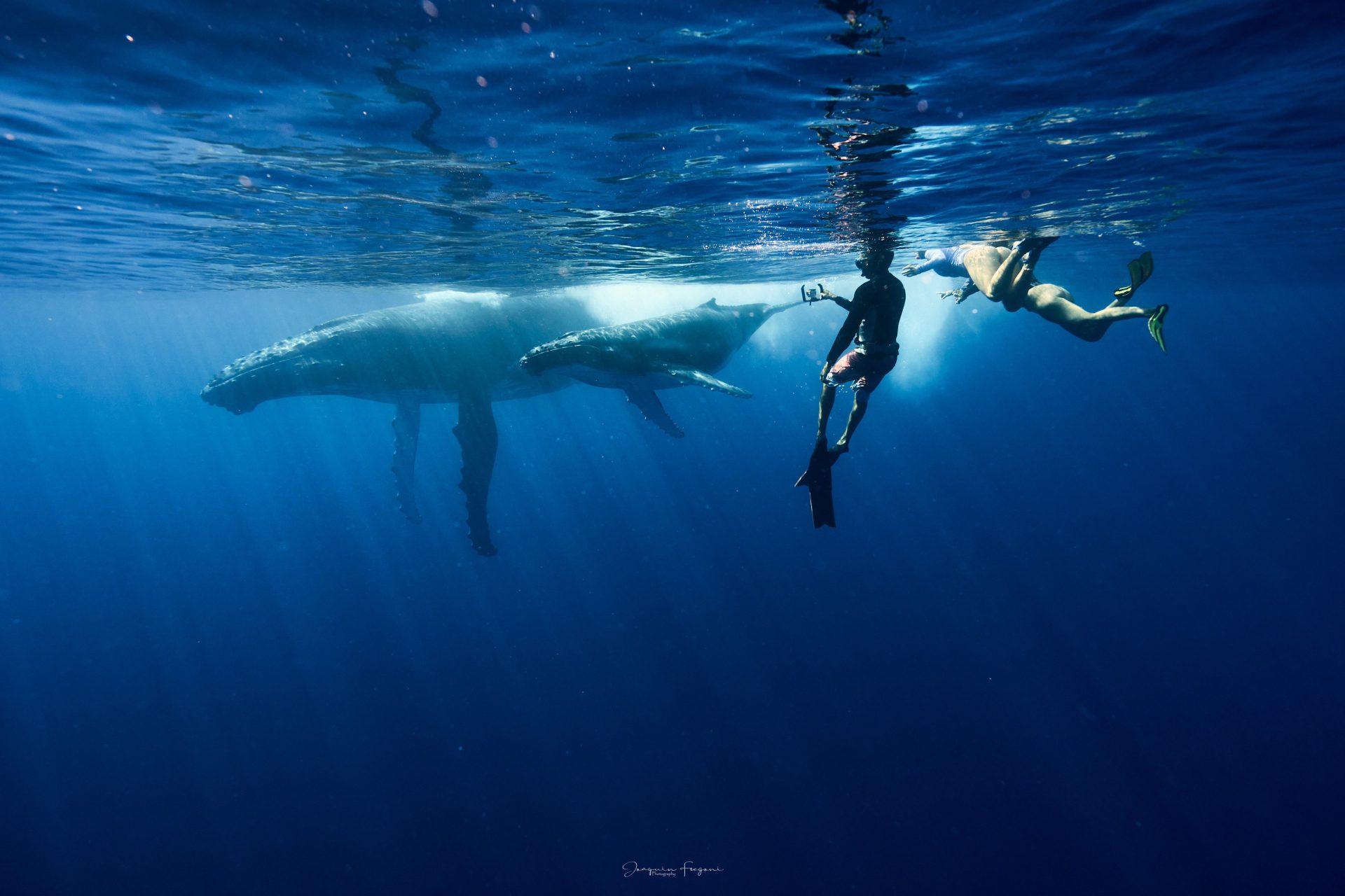 whale swimming Tahiti