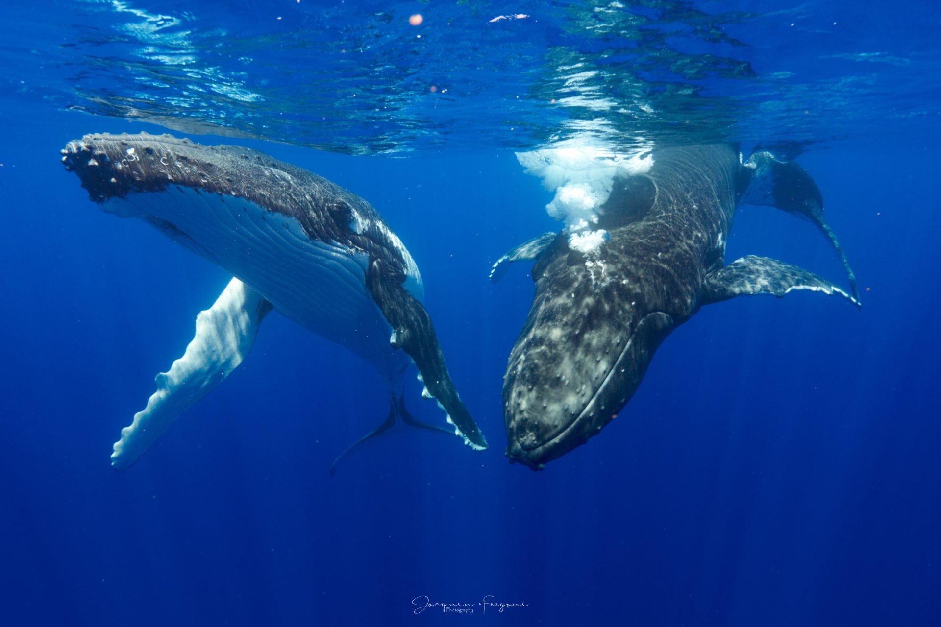 whales Tahiti