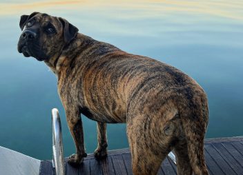 yacht charter Valentina dog