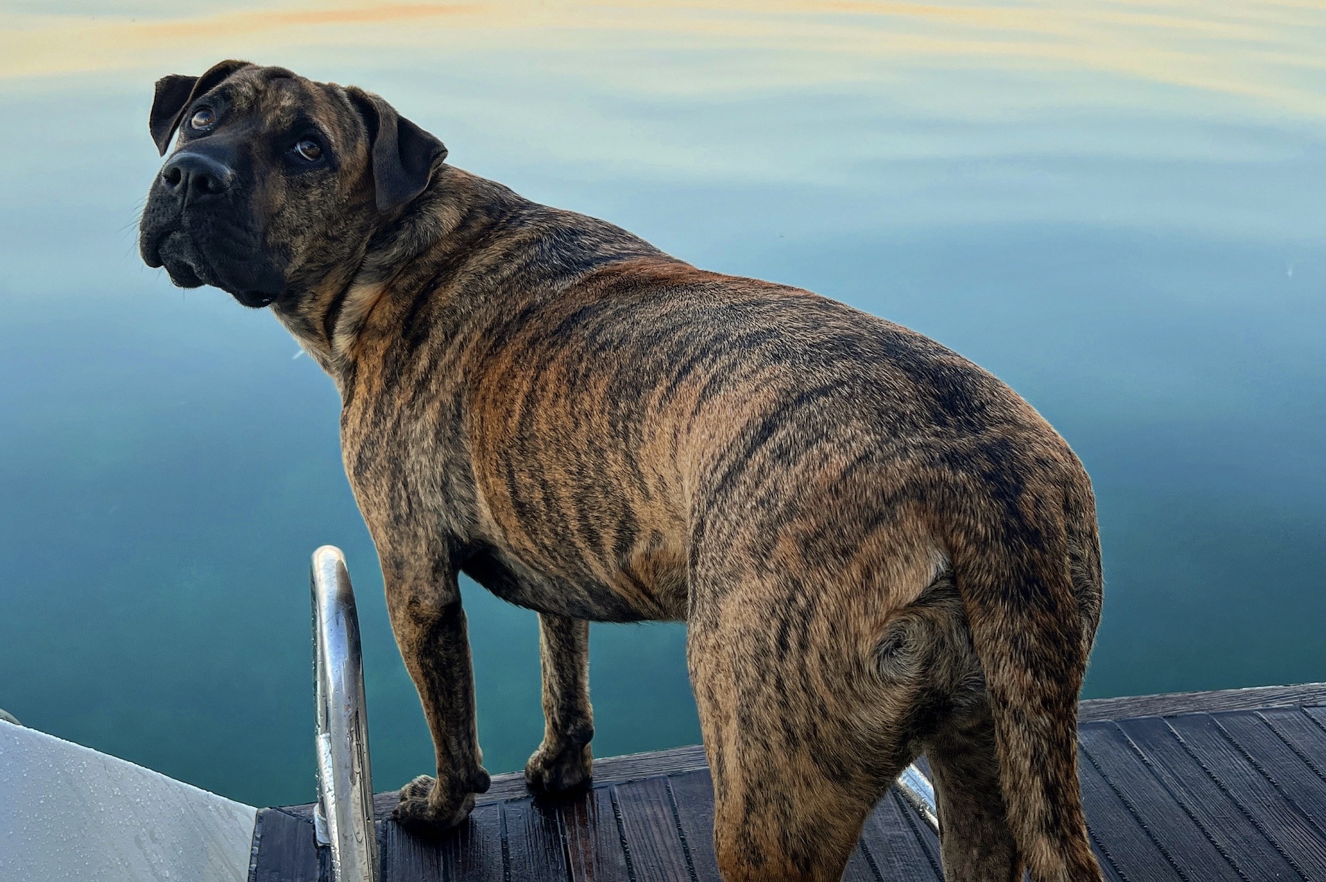 yacht charter Valentina dog