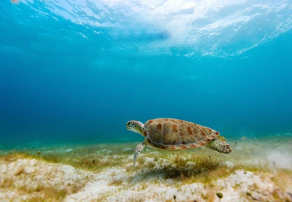 Snorkeling , turtle, Greece