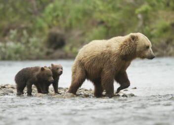 Bears
